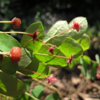 Phyllanthus cinereus Müll.Arg.